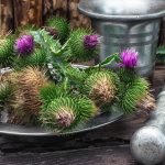 Milk Thistle Benefits, Uses and Tips