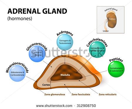 Adrenal Gland Function & Purpose
