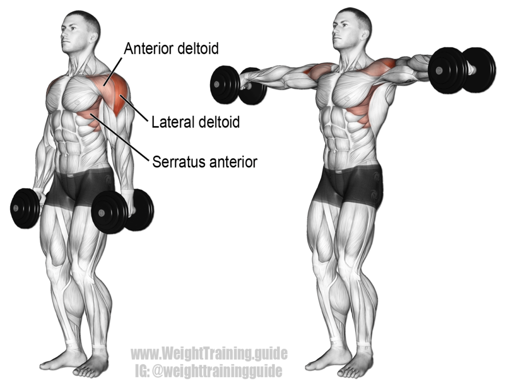 lateral-raises-how-to-use-them-in-your-workouts-gym-junkies