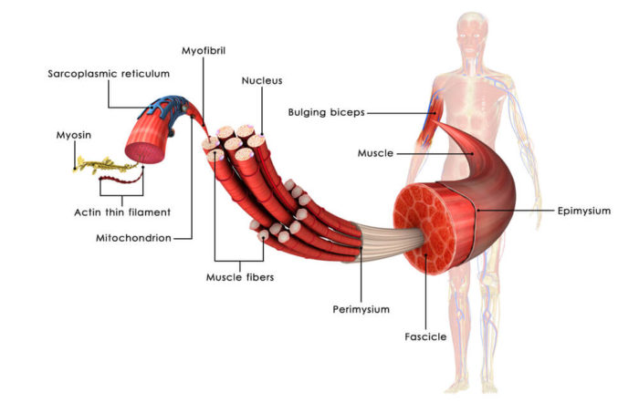 slow-twitch-muscle-fibers-how-they-can-help-you-gym-junkies