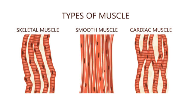 Slow Twitch Muscle Fibers - How They Can Help You | Gym Junkies