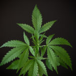 Benefits Of Cannabis For Those With An Active Lifestyle