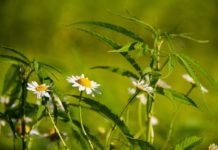 Is Hemp Flower Considered A Drug?