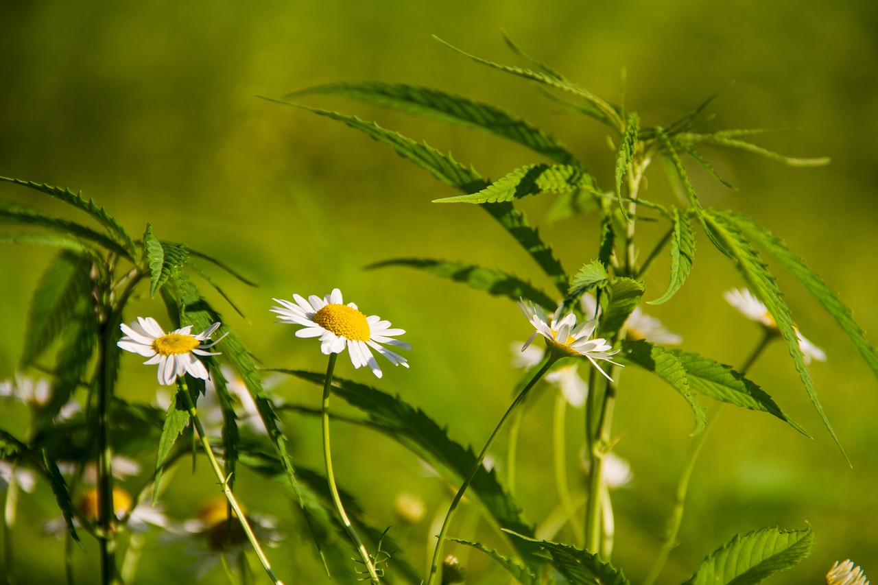 Is Hemp Flower Considered A Drug?