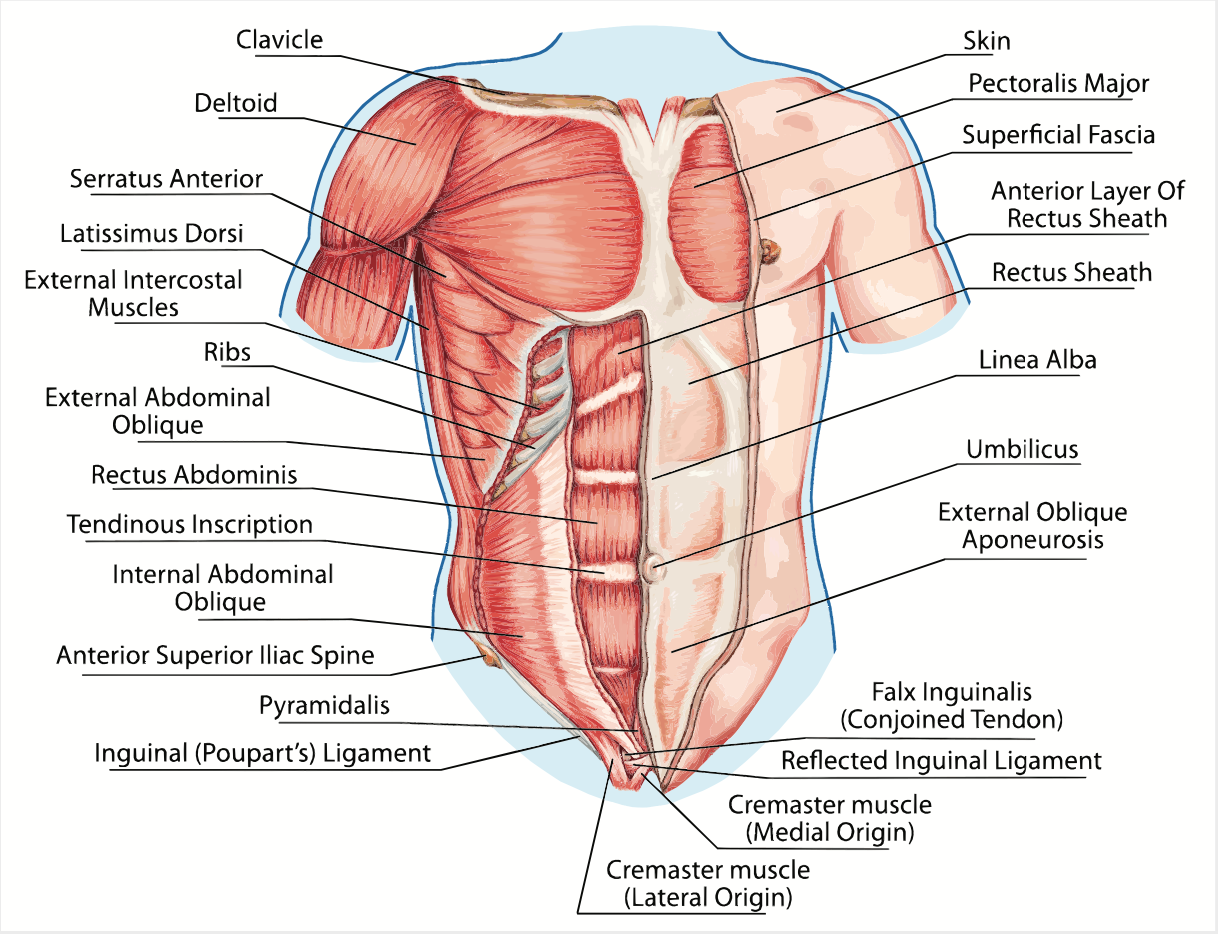 Cheset Muscles