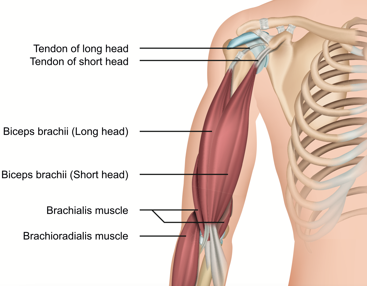 biceps brachii anatomy