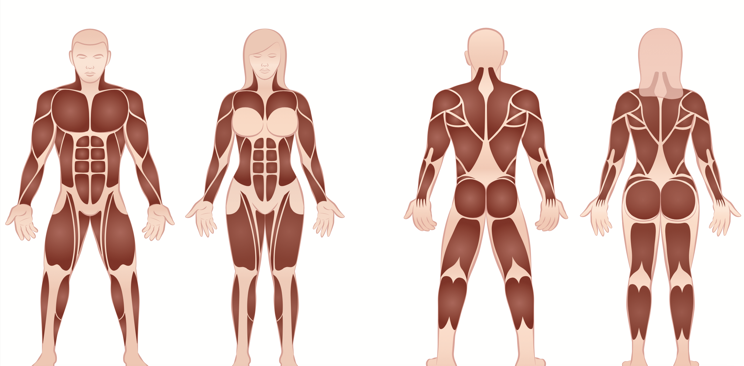 men and women difference anatomy