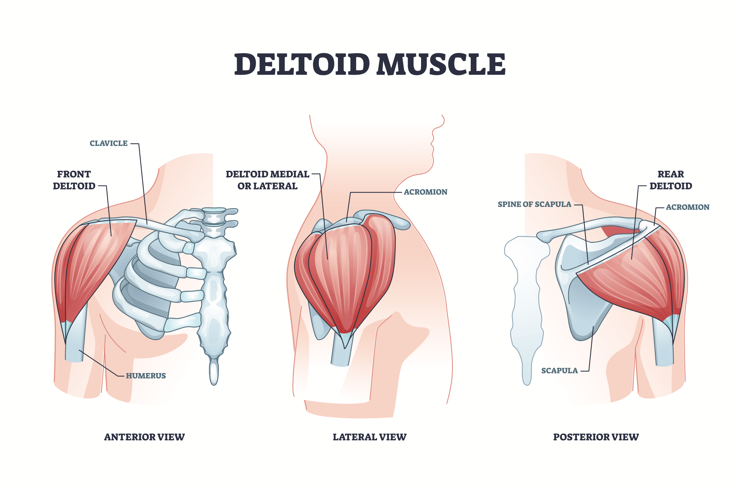 deltoid muscle anatomy