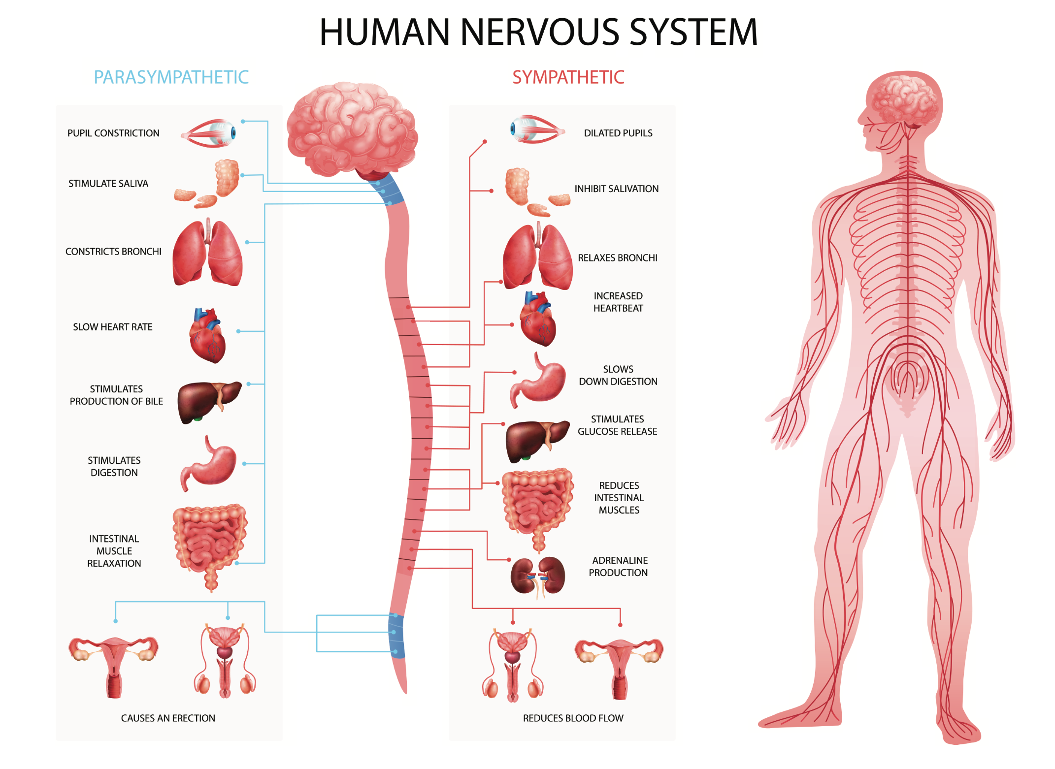human nervous system anatomy