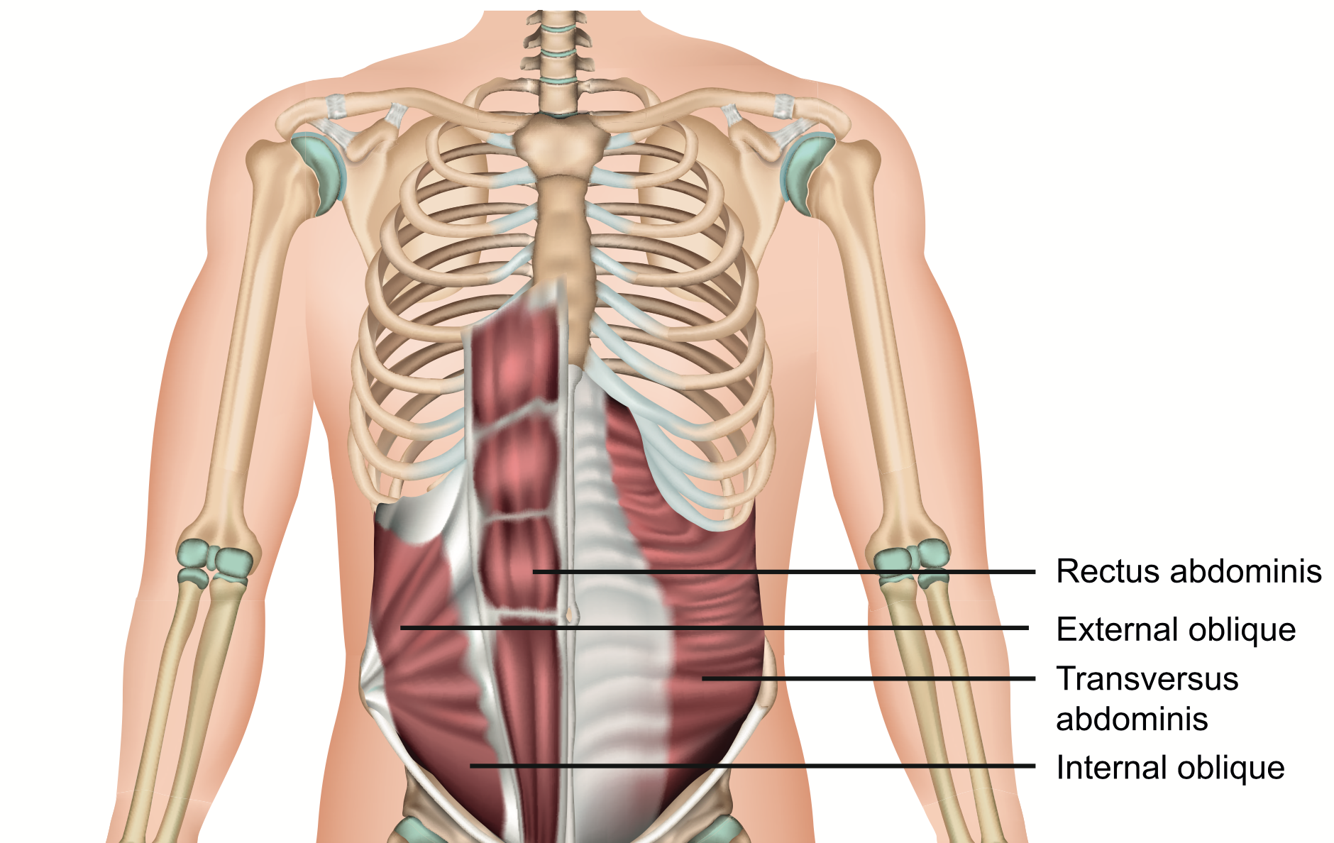 abdominal wall anatomy